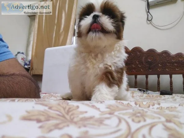 Lovely Shih Tzu puppies for Free Adoption