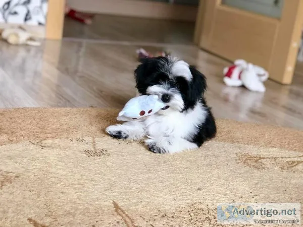 Shih Tzu puppies