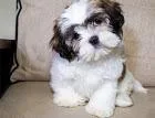 HEALTHY AND CUTE SHIH TZU PUPPIES AVAILABLE