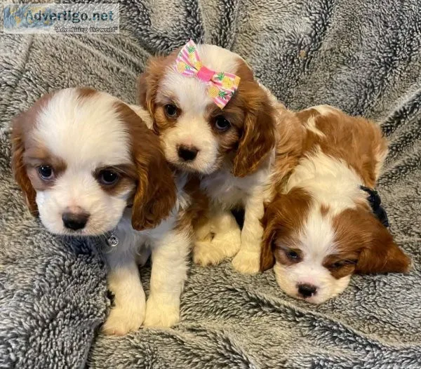 Cute male and female cavapoo puppies for adoption near me