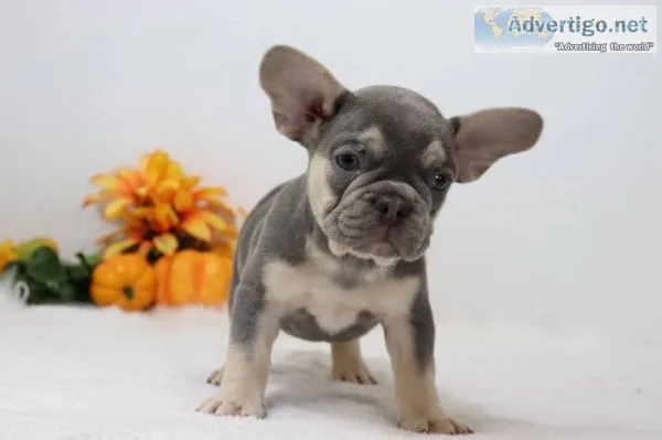 Stanley Male AKC French Bulldog