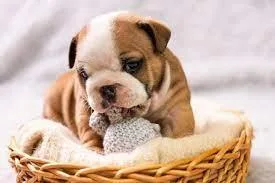 English Bulldog Puppies Purebred CKC registered