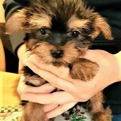 Friendly and beautifu yorkie