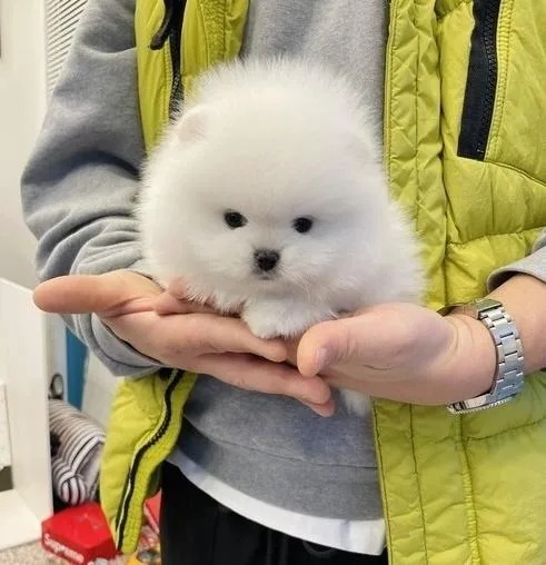 Adorable Pomeranian puppies