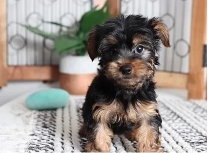 Yorkie puppies