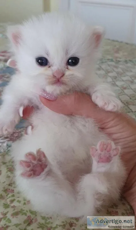 Persian kittens
