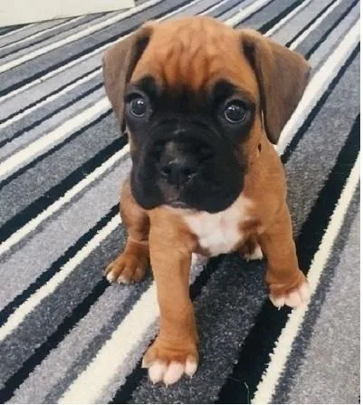 Boxer puppies