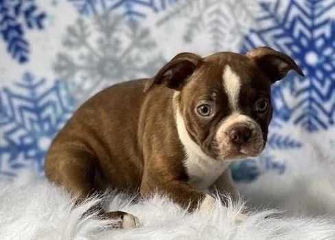 AKC Boston terrier puppies