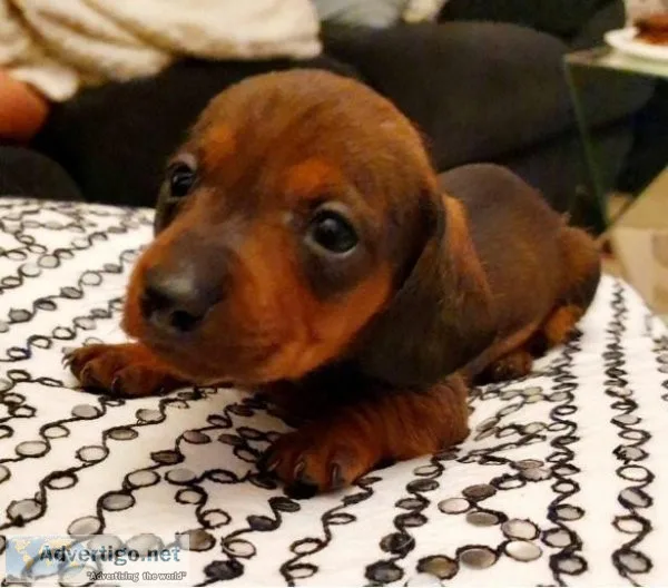 Dachshund puppies