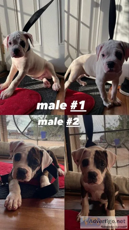 American Bulldog Puppies