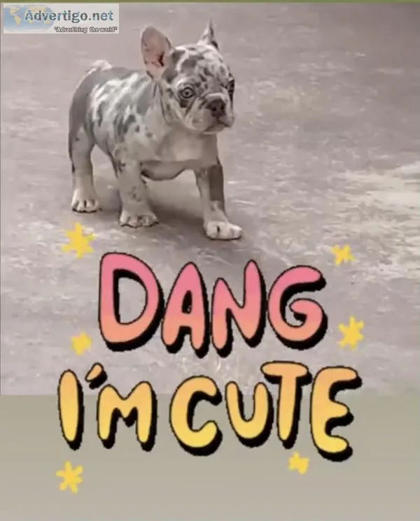 Frenchie Puppies