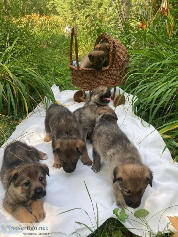 Shepskys... Shepherd Husky