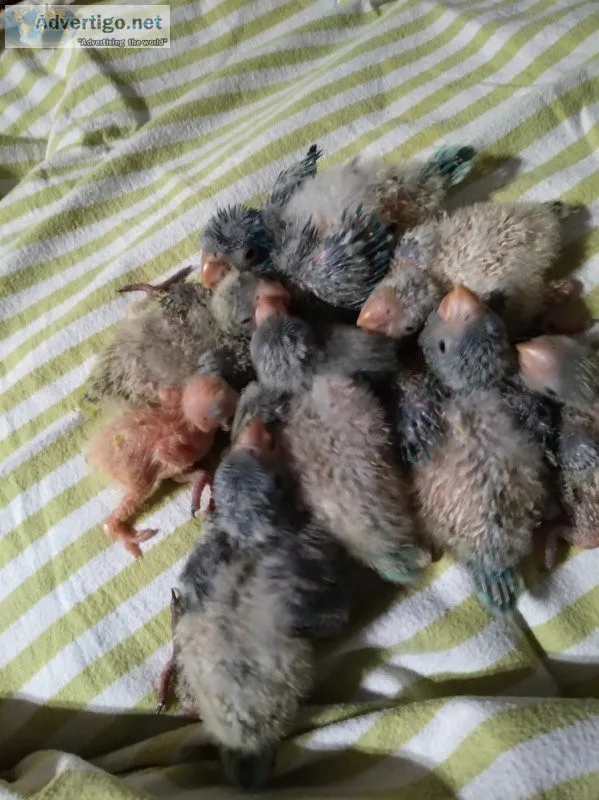 hand fed baby Quaker sale