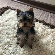 Yorkie Pups