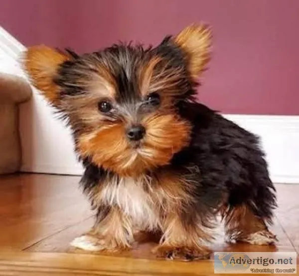 Adorable Teacup AKC YorkiePuppy for Adoption