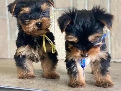  tcup Yorkie puppy