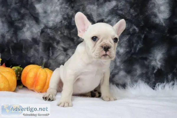 Lena Female AKC French Bulldog