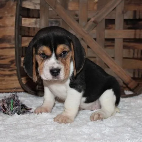 Charming Beagle puppies are now ready