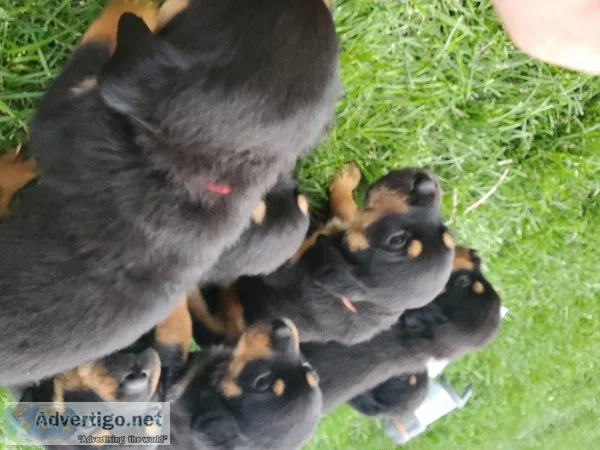 Rottweiler puppies