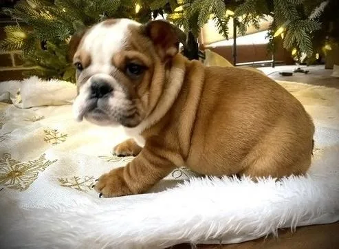 Super adorable English Bulldog puppies