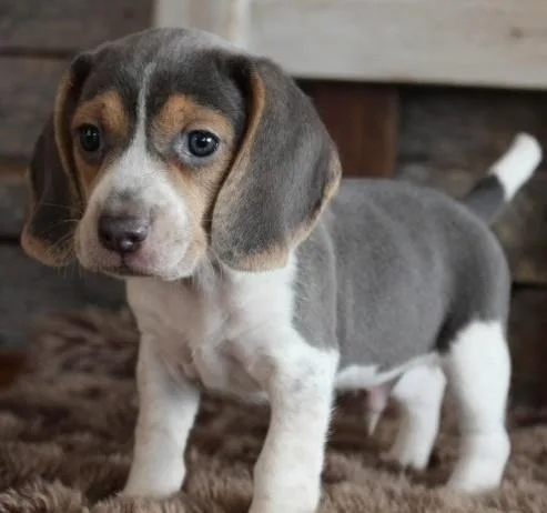 Super adorable Beagle Puppies