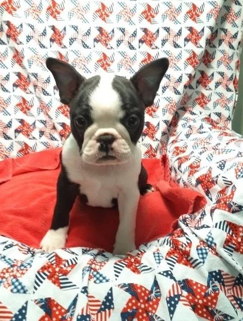 Super adorable Boston terrier Puppies