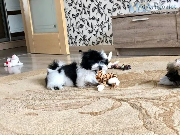 Shih Tzu