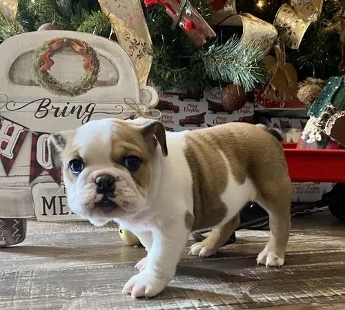 Male and Female English bulldog puppies