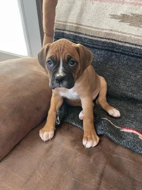 Purebred Boxer puppies
