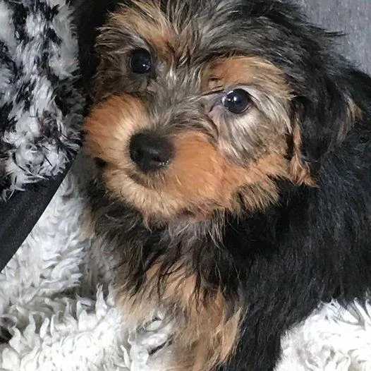 puppies available soon