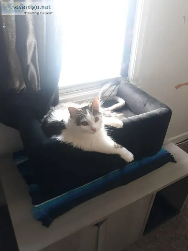 free longhair cat