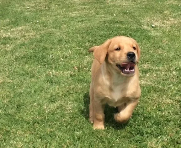 Labrador Retriever pups