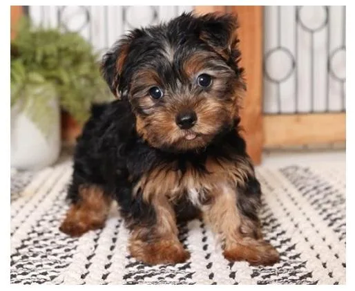 Purebred teacup Yorkshire Terrier puppys