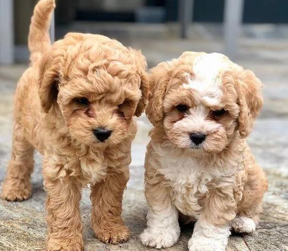Fantastic Cavapoo Puppies for Adoption