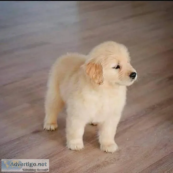 Adorable and loving Golden Retriever puppies for sale