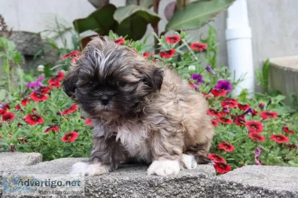 Kendra Female ACA Shihtzu