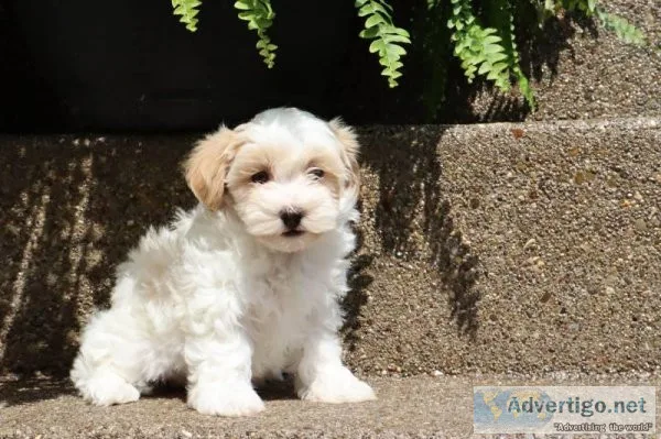 Ariel Female Maltipoo