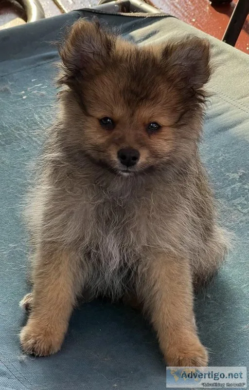Pomeranian Puppies