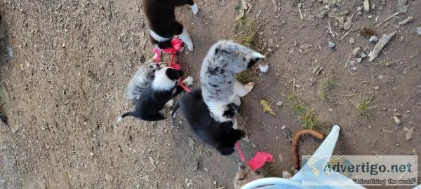 Australian Shepherd puppies