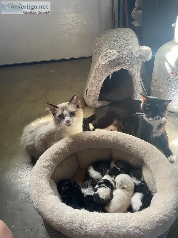 Ragdoll kittens