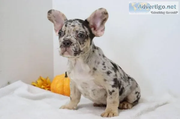 Wrangler Male AKC French Bulldog