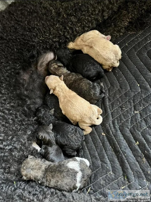 Labradoodles