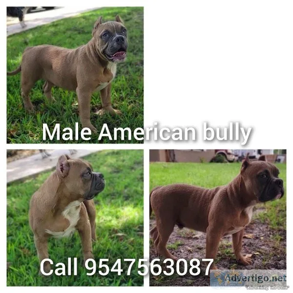 American Bully Pit Bull