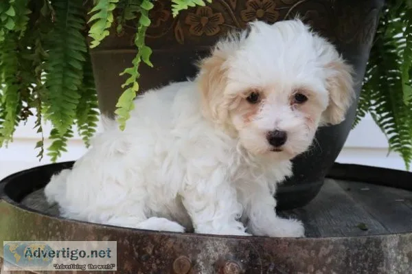 Snow White Female Maltipoo