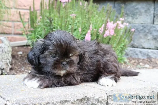 Charge Male ACA Shihtzu