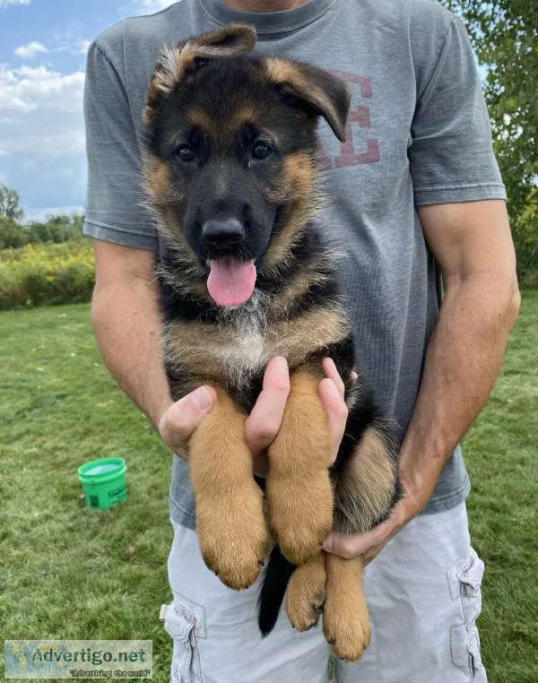 German Shepherd AKC Champion Bloodline