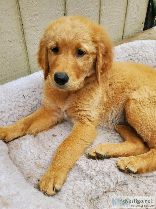 Golden retriever puppies