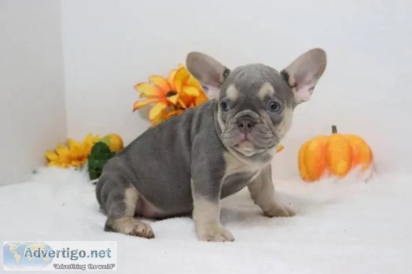 Trent Male AKC French Bulldog
