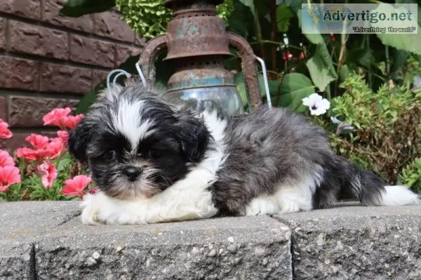 Lily Female ACA Shihtzu