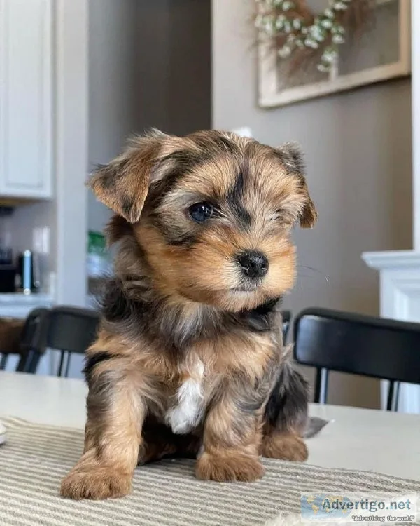 Male Yorkie Pup